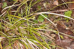 Emmons' sedge